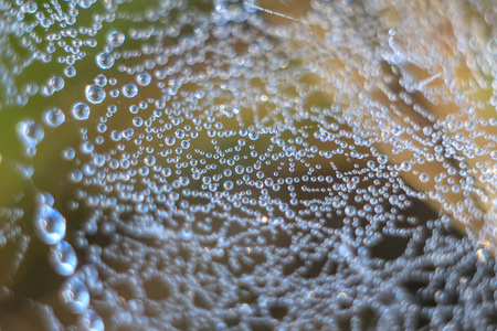 Close-up of abstract dew drops on a dry plant on a web with variable focus and blurred background in the rays of the rising sun in forestの写真素材