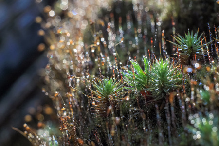 Close-up of abstract dew drops on a dry plant with variable focus and blurred background in the rays...