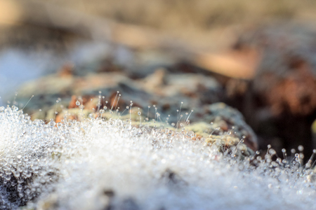 Close-up of abstract dew drops on a dry plant on a web with variable focus and blurred background in the rays of the rising sun in forestの写真素材
