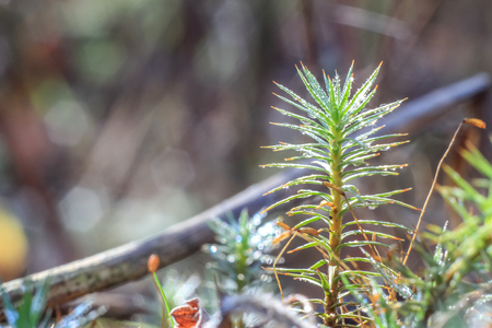 Close-up of abstract dew drops on a dry plant with variable focus and blurred background in the rays of the rising sun in forestの写真素材