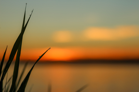 Close-up of abstract dew drops on grass with variable focus and blurred background in the rays of the rising sunの写真素材