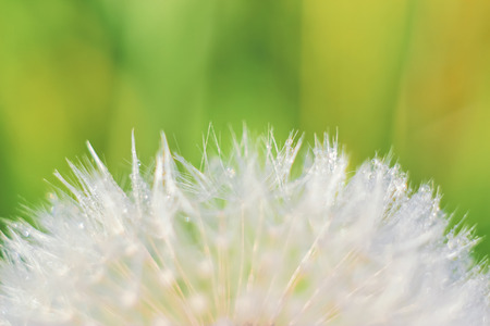 Close-up of abstract dew drops on a one white dandelion with variable focus and blurred background in the rays of the rising sun on the fieldの写真素材