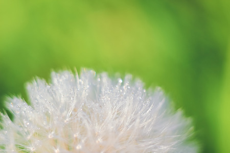 Close-up of abstract dew drops on a one white dandelion with variable focus and blurred background in the rays of the rising sun on the fieldの写真素材