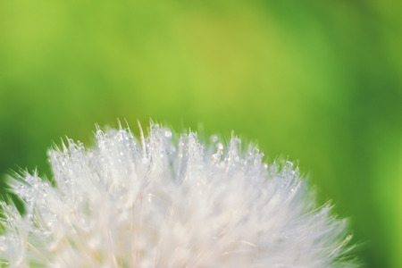 Close-up of abstract dew drops on a one white dandelion with variable focus and blurred background in the rays of the rising sun on the fieldの写真素材