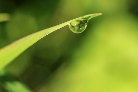 Close-up of abstract dew drops on grass with variable focus and blurred background in the rays of the rising sunの写真素材