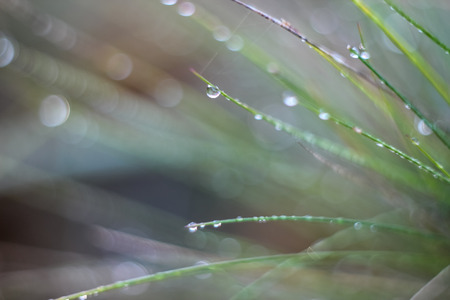 Close-up of abstract dew drops on grass with variable focus and blurred background in the rays of the rising sunの写真素材