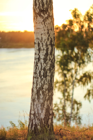 Deep morning dawn with highlights in the orange rays of the summer sun on the road against a grove of trees and a river on a blurred background in the lightの写真素材