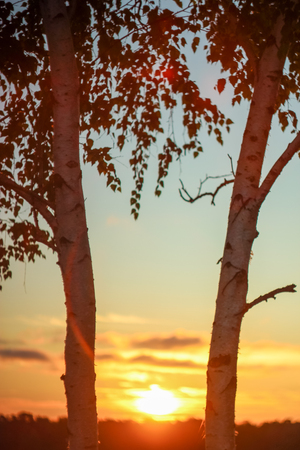 Deep morning dawn with highlights in the orange rays of the summer sun on the road against a grove of trees and a river on a blurred background in the lightの写真素材