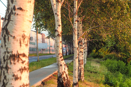 Several birch trees with a deep morning dawn with highlights in the orange rays of the summer sun at the road against the industrial warehouse with highlights of lightの写真素材