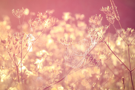 Peaceful spring misty landscape of the field at dawn in the glare of the sun after the rain with a tint background and selective focusの写真素材