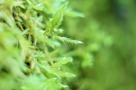 Natural still life close-up in the spring forest with different types of moss and plants on the surface of the tree, with a blurred bokeh background as wallpaper and with variable focusの写真素材