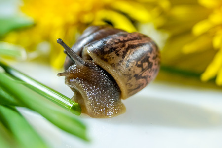 Closeup of a snail in the Studio on a white glossy surface and blurred background in yellow and greenの写真素材