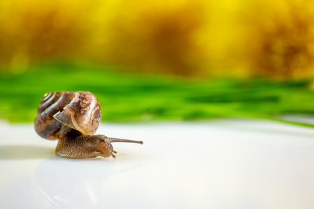 Closeup of a snail in the Studio on a white glossy surface and blurred background in yellow and greenの写真素材