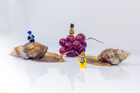 Closeup photography of a two giant snails in the Studio on a white glossy surface and blurred background with red berries fruit of grape and three little lego mensの写真素材