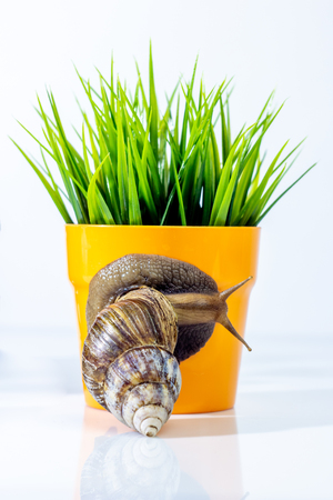 Closeup photography of a one giant snail in the Studio on a white glossy surface and blurred background with flower pot with green grassの写真素材