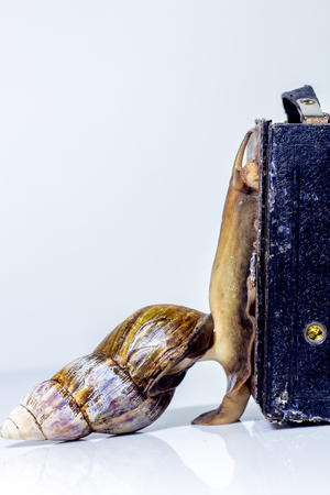 Closeup photography of a one giant snail in the Studio on a white glossy surface and blurred background with old retro cameraの写真素材