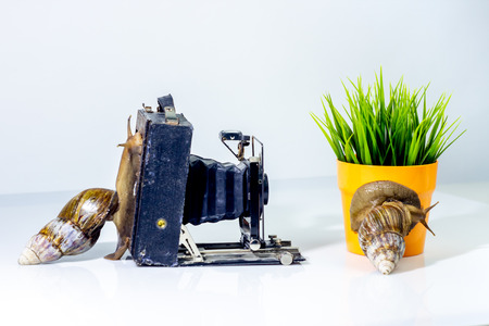 Closeup photography of a two giant snails in the Studio on a white glossy surface and blurred background with old retro camera and flower pot with green grassの写真素材