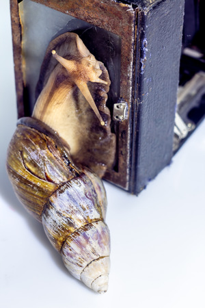 Closeup photography of a one giant snail in the Studio on a white glossy surface and blurred background with old retro cameraの写真素材