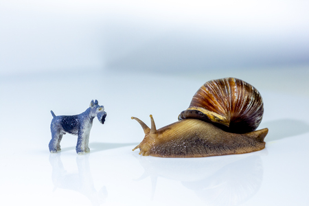 photo showing the friendship between a giant snails and a little dog  in the studio on a white glossy surface and blurred backgroundの写真素材