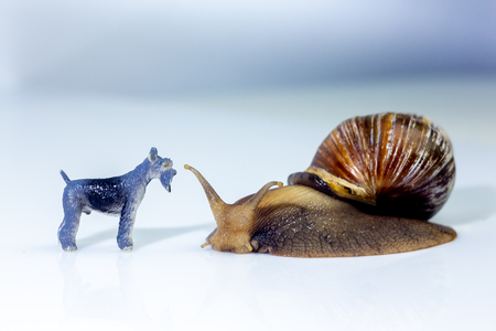 photo showing the friendship between a giant snails and a little dog  in the studio on a white glossy surface and blurred backgroundの写真素材