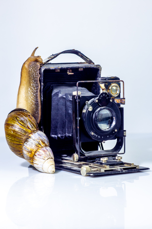 Closeup photography of a one giant snail in the Studio on a white glossy surface and blurred background with old retro cameraの写真素材