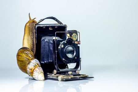 Closeup photography of a one giant snail in the Studio on a white glossy surface and blurred background with old retro cameraの写真素材