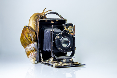 Closeup photography of a one giant snail in the Studio on a white glossy surface and blurred background with old retro cameraの写真素材