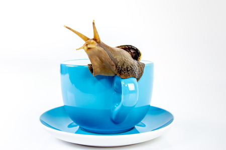 Closeup photography of a one  giant s giant snail in the studio on a white glossy surface and blurred background with blue tea cupの写真素材