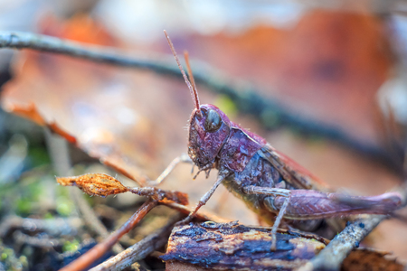 macro close-up of a unusual grasshopper in purple at dawn on a spring morning in the grass with dew drops in the forestの写真素材