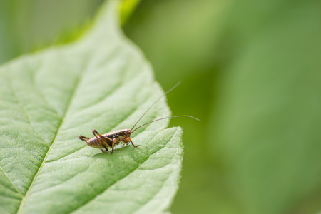 Macro photo of grasshopper close-up sitting on the grass on a blurred background of a summer landscape with green grass and in the sunの写真素材