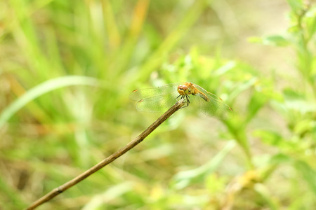 Close-up of a dragonfly sitting on the grass on a blurred background of a summer landscape with green grass and in the sunの写真素材