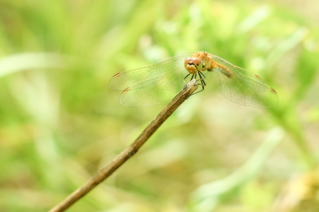 Close-up of a dragonfly sitting on the grass on a blurred background of a summer landscape with green grass and in the sunの写真素材