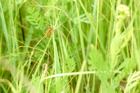 Peaceful summer landscape of the field with green grass and dragonfly sitting on a branch in the sunの写真素材