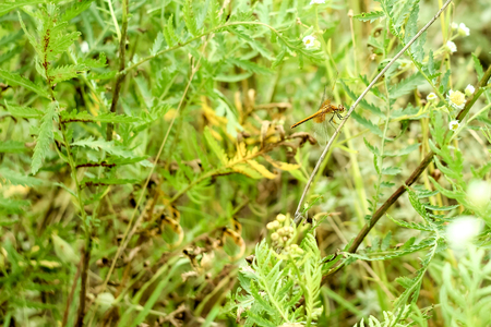Peaceful summer landscape of the field with green grass and dragonfly sitting on a branch in the sunの写真素材