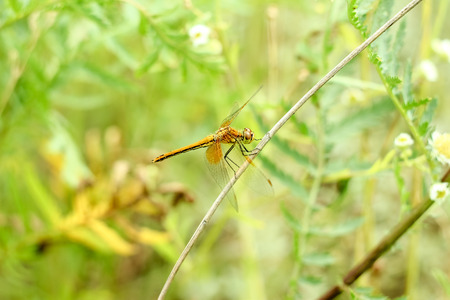 Close-up of a dragonfly sitting on the grass on a blurred background of a summer landscape with green grass and in the sunの写真素材