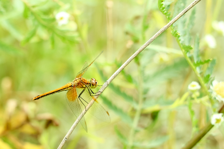 Close-up of a dragonfly sitting on the grass on a blurred background of a summer landscape with green grass and in the sunの写真素材