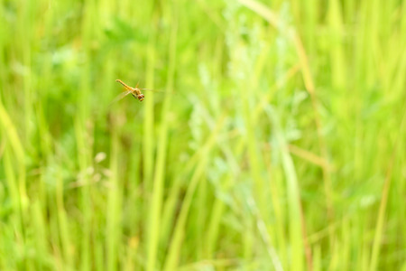 Peaceful summer landscape of the field with green grass and dragonfly flying in the grass in the sunの写真素材