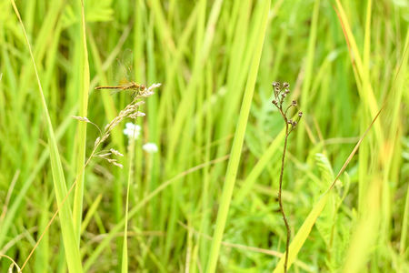 Peaceful summer landscape of the field with green grass and dragonfly sitting on a branch in the sunの写真素材