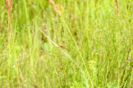Peaceful summer landscape of the field with green grass and dragonfly sitting on a branch in the sunの写真素材