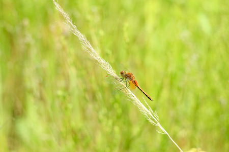 Close-up of a dragonfly sitting on the grass on a blurred background of a summer landscape with green grass and in the sunの写真素材
