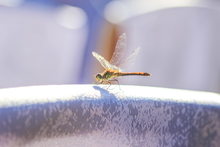 Close-up of a dragonfly sitting on a table on a blurred background of a summer landscape with green grass and in the sunの写真素材
