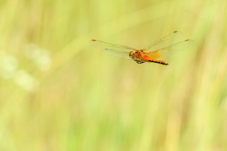 Close-up of a dragonfly flying on a field on a blurred background of a summer landscape with green grass and in the sunの写真素材
