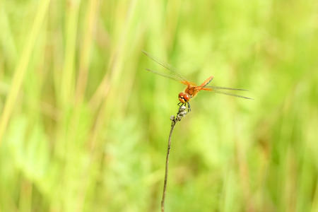 Close-up of a dragonfly sitting on the grass on a blurred background of a summer landscape with green grass and in the sunの写真素材