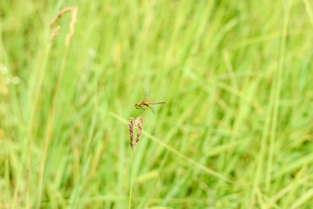 Peaceful summer landscape of the field with green grass and dragonfly sitting on a branch in the sunの写真素材