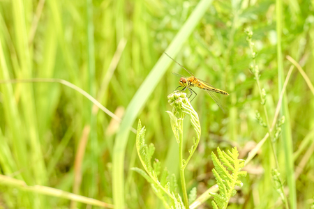 Close-up of a dragonfly sitting on the grass on a blurred background of a summer landscape with green grass and in the sunの写真素材
