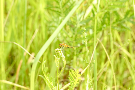 Peaceful summer landscape of the field with green grass and dragonfly sitting on a branch in the sunの写真素材