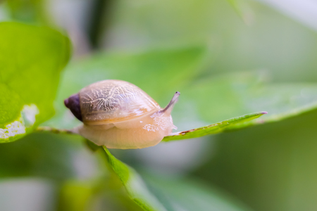 Close-up of a snail sitting on a green leaf in drops of morning dew on a blurred backgroundの写真素材