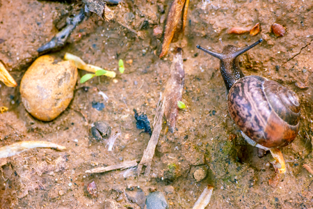 Photo of a natural still life snail close-up crawling in the forest on the ground of branches and grass in the backgroundの写真素材