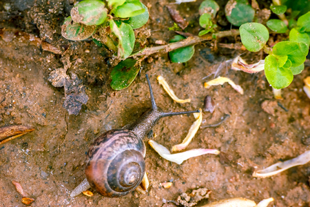 Photo of a natural still life snail close-up crawling in the forest on the ground of branches and grass in the backgroundの写真素材
