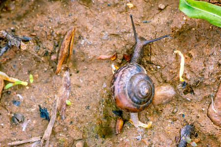 Photo of a natural still life snail close-up crawling in the forest on the ground of branches and grass in the backgroundの写真素材